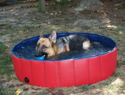 Vasca da bagno portatile gonfiabile, cane dell'animale domestico del PVC che bagna vasca